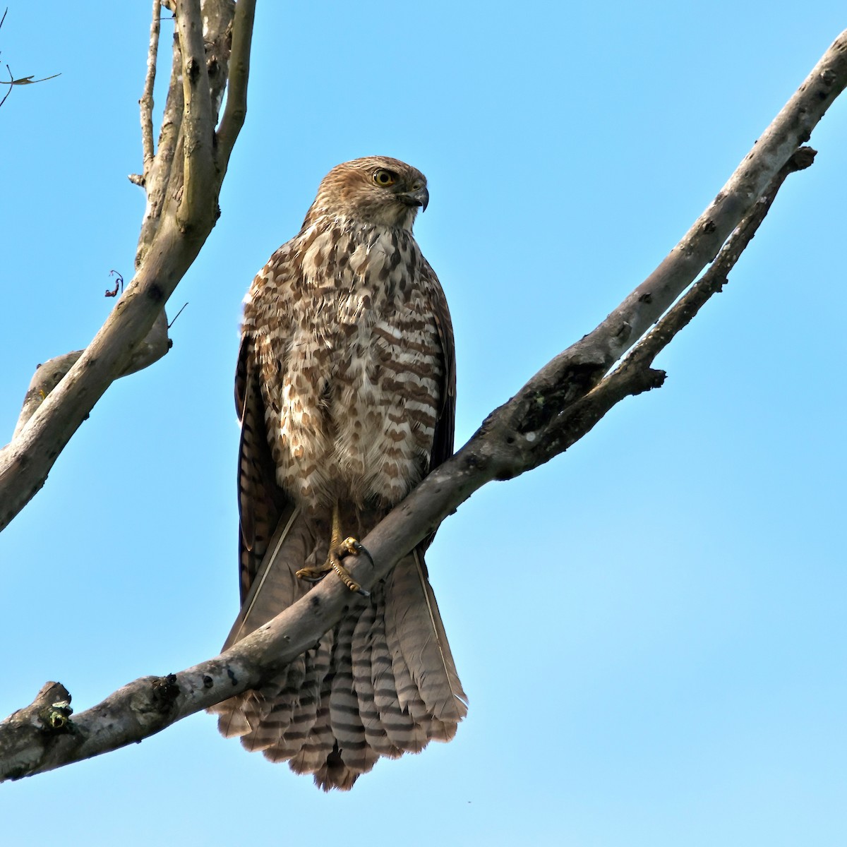 Brown Goshawk - Mel Stewart