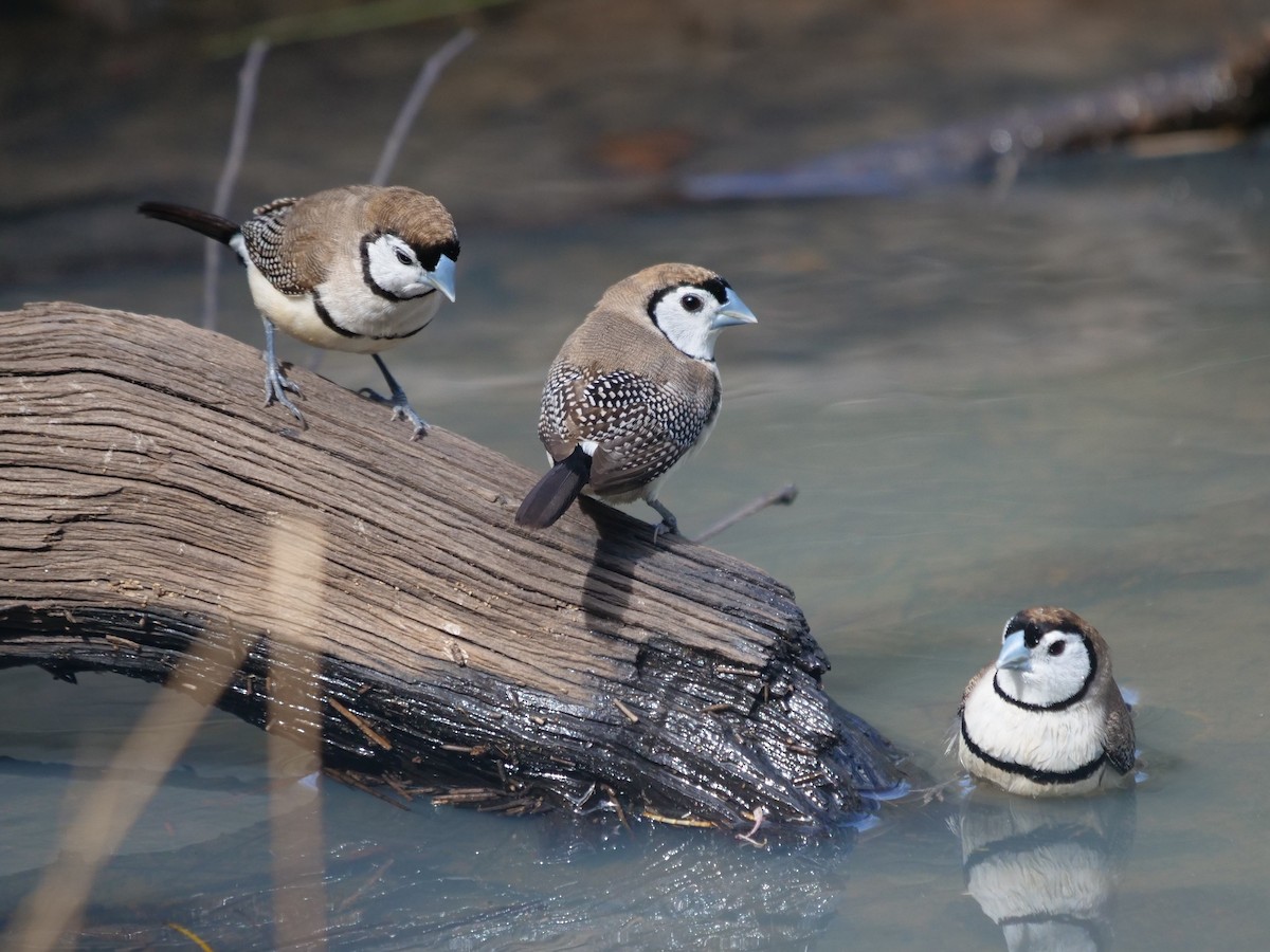 Double-barred Finch - Frank Coman