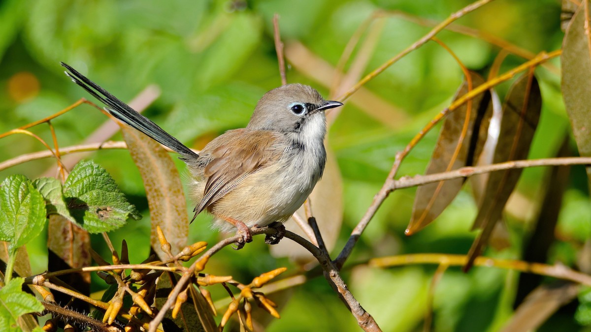 Variegated Fairywren - Mel Stewart