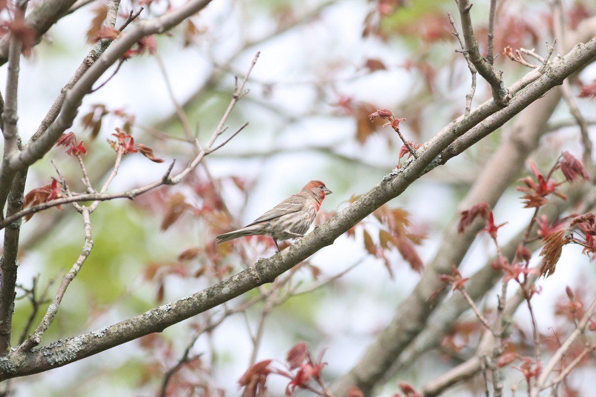 House Finch - ML619170404