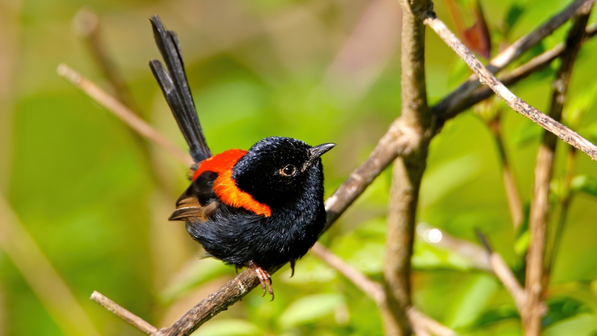 Red-backed Fairywren - ML619170408