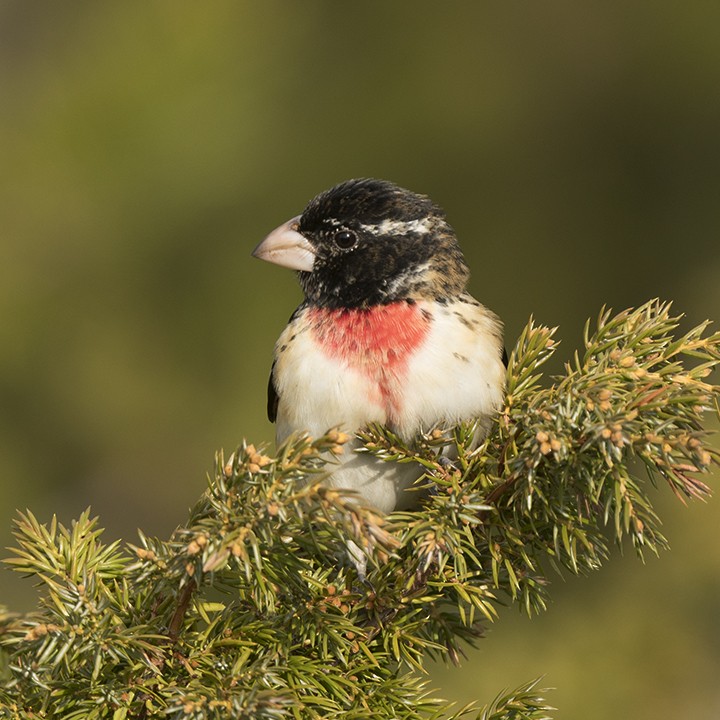 Rose-breasted Grosbeak - ML619170409