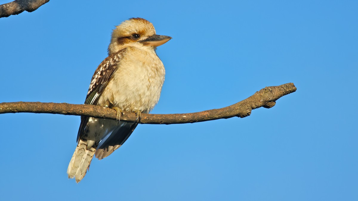 Laughing Kookaburra - Mel Stewart