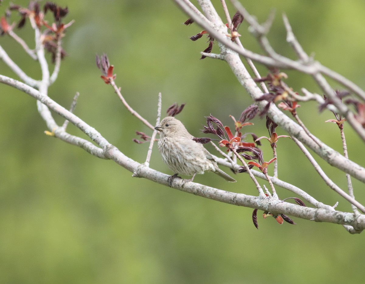 House Finch - ML619170413