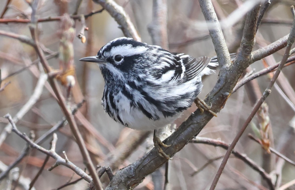 Black-and-white Warbler - Mark Dennis