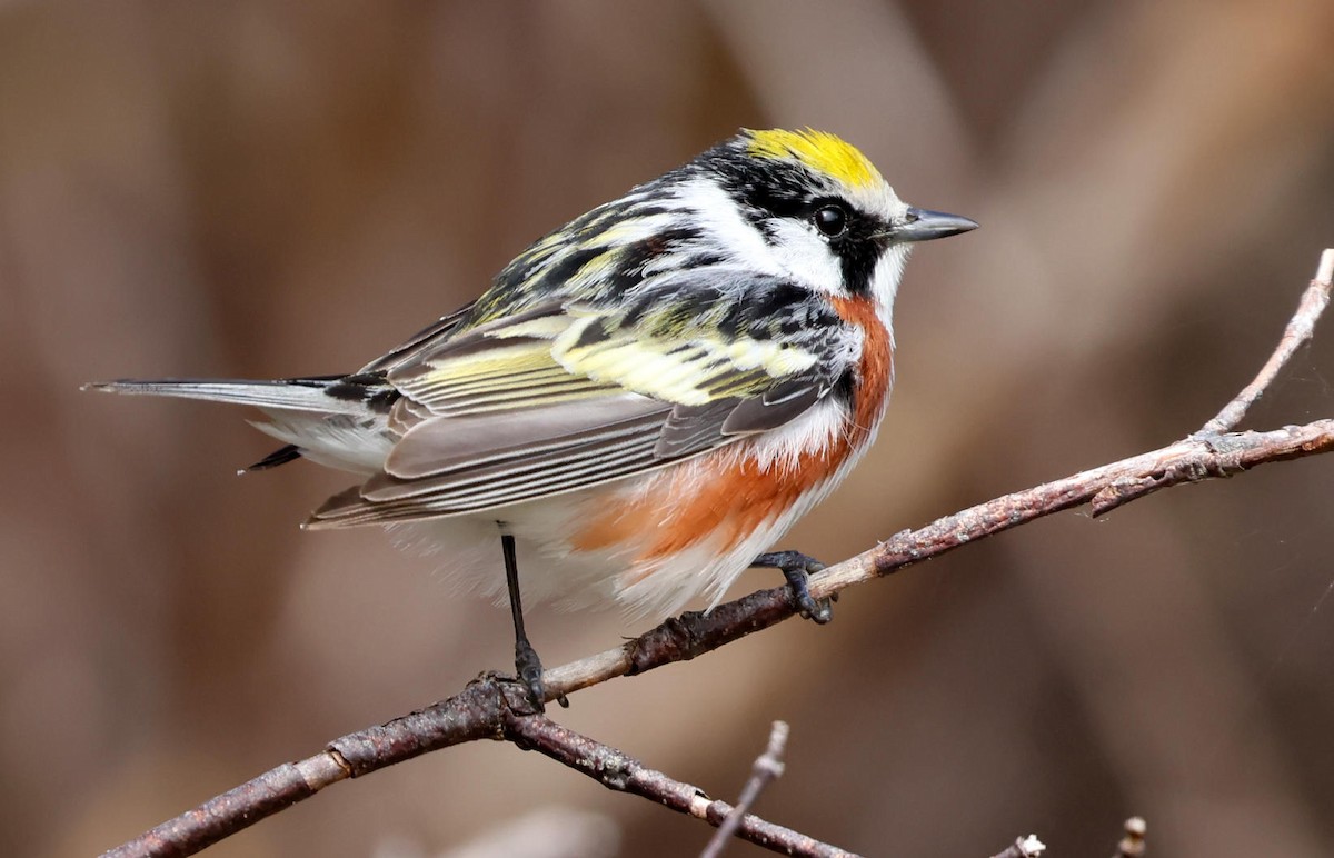 Chestnut-sided Warbler - Mark Dennis