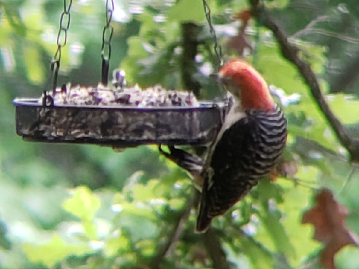 Red-bellied Woodpecker - Michelle Spacek