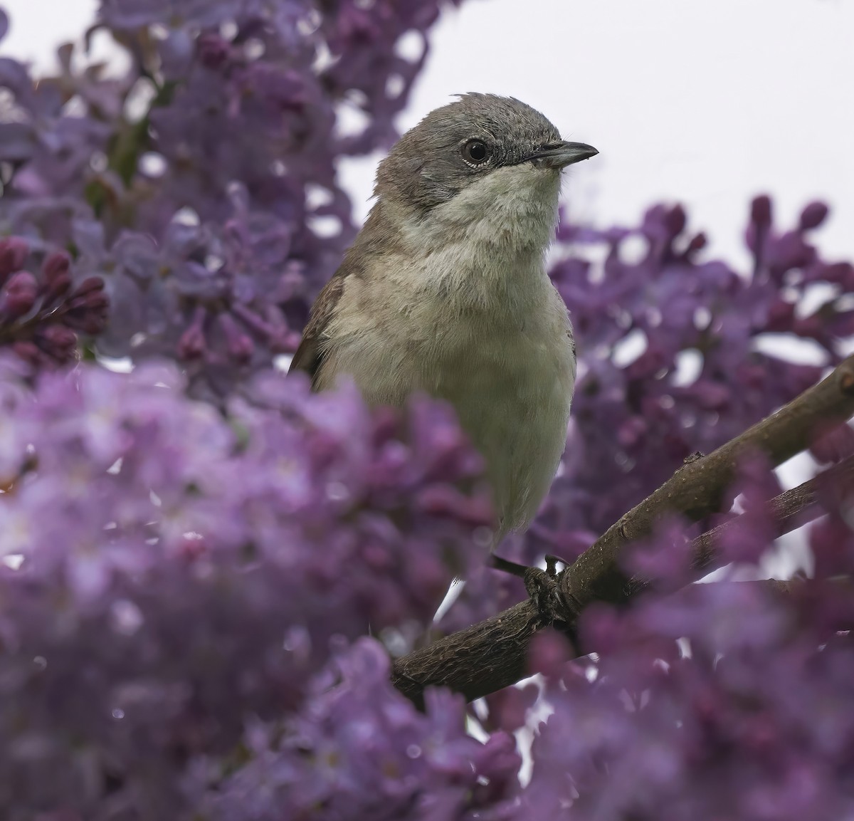 Curruca Zarcerilla - ML619170462