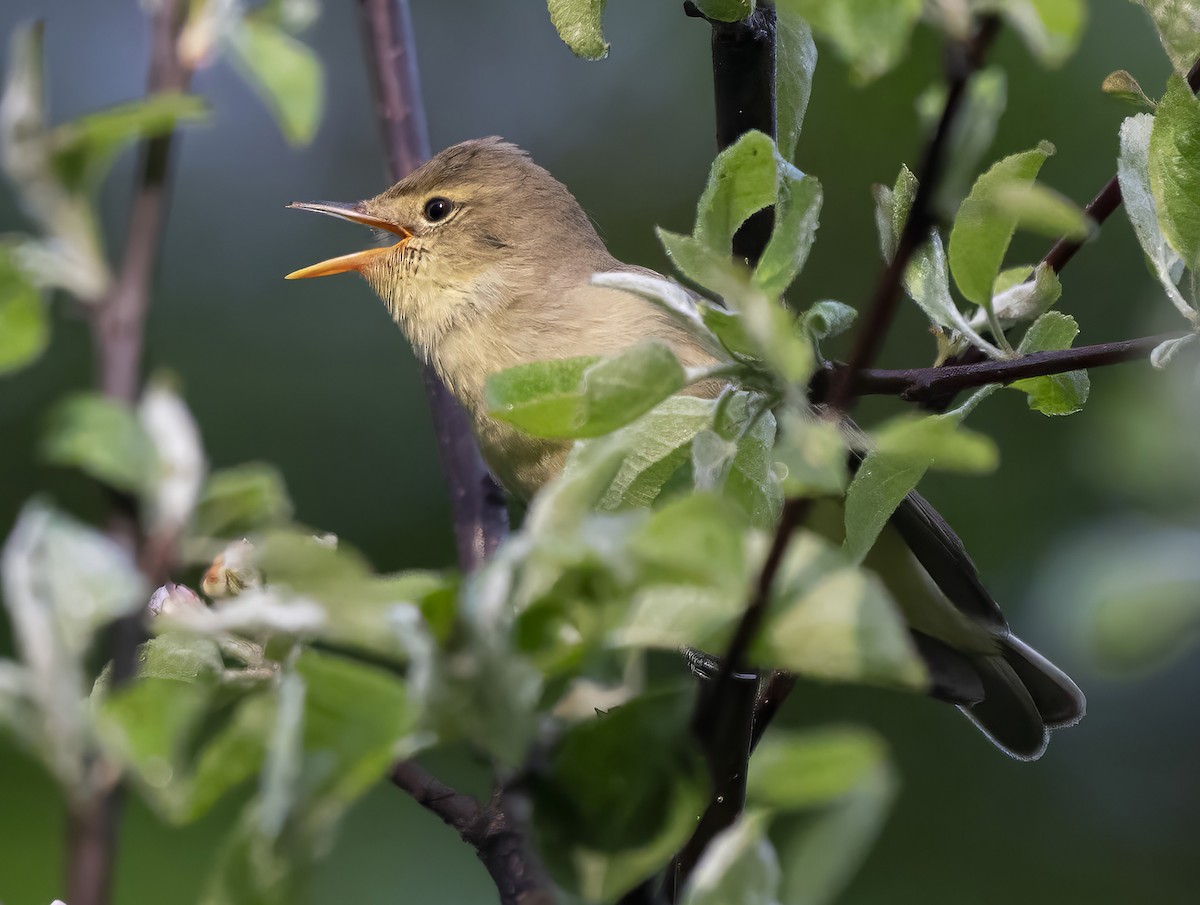 Icterine Warbler - ML619170466