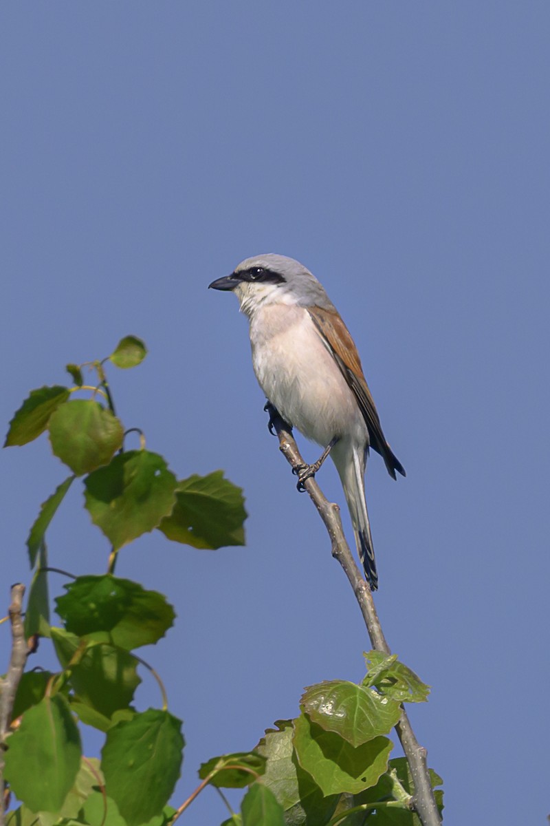 Red-backed Shrike - ML619170467