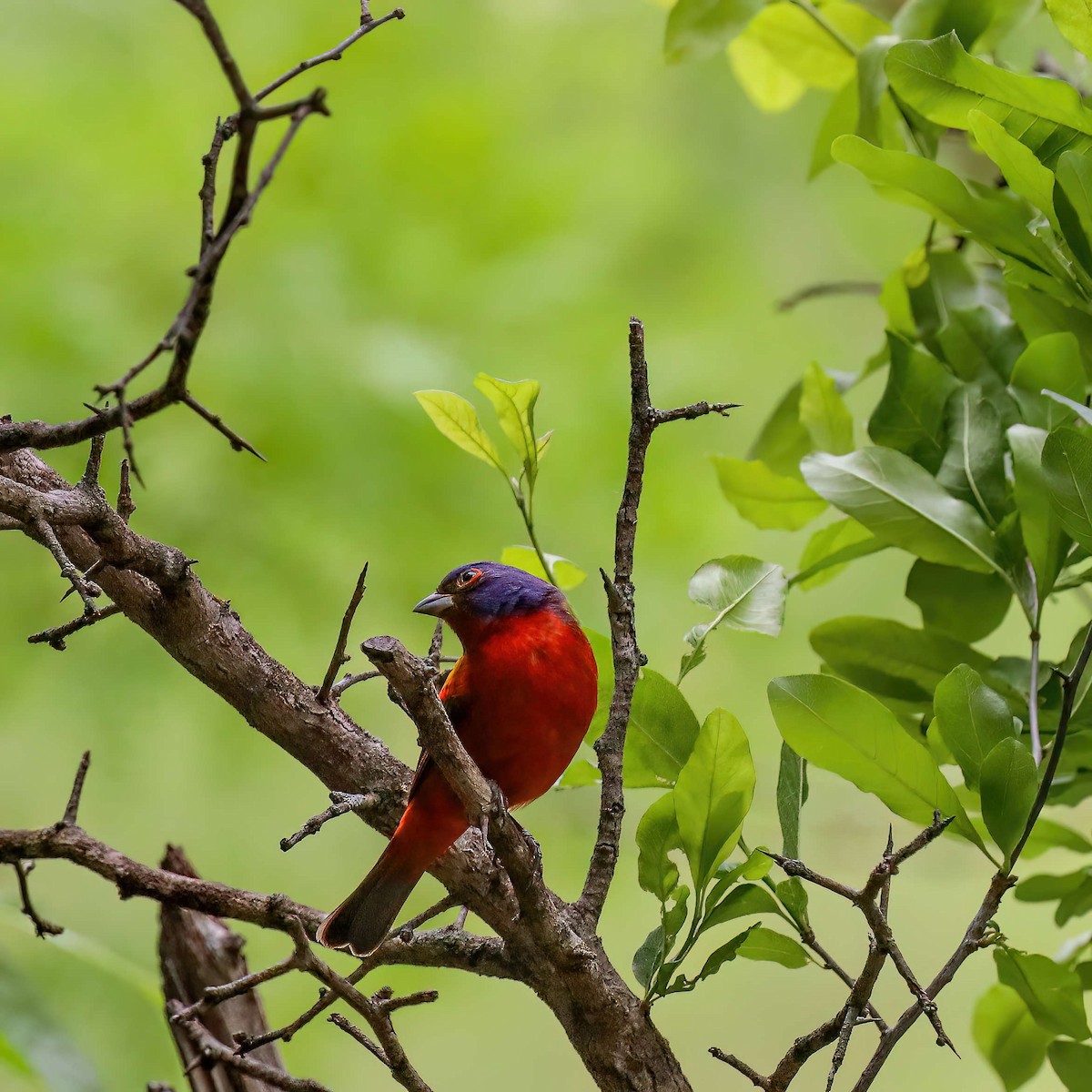 Painted Bunting - Sylvie Nadeau Gneckow