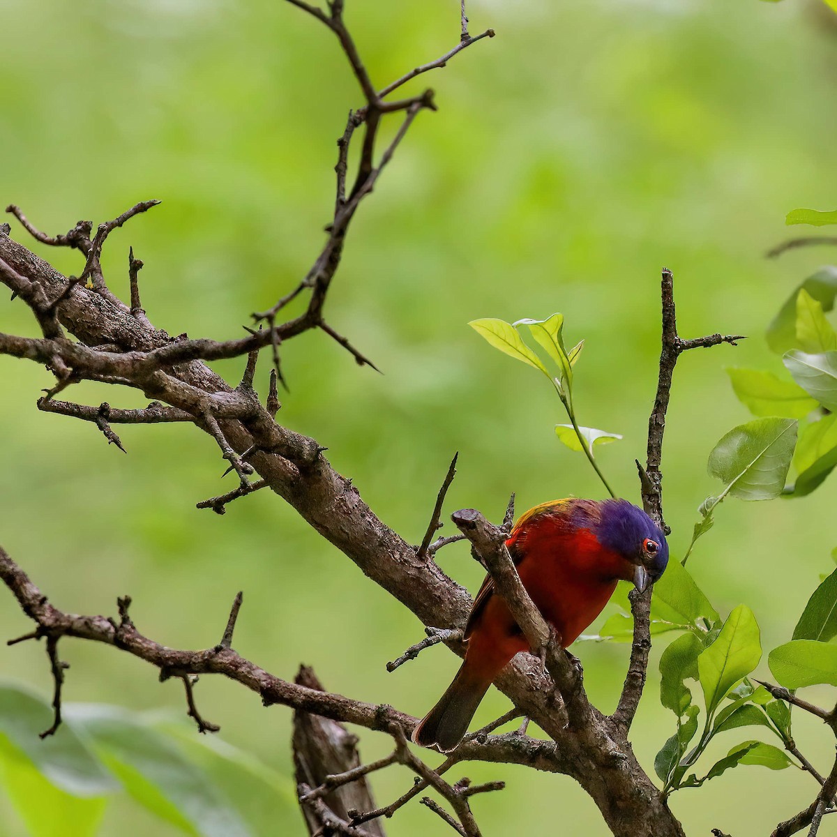 Painted Bunting - Sylvie Nadeau Gneckow