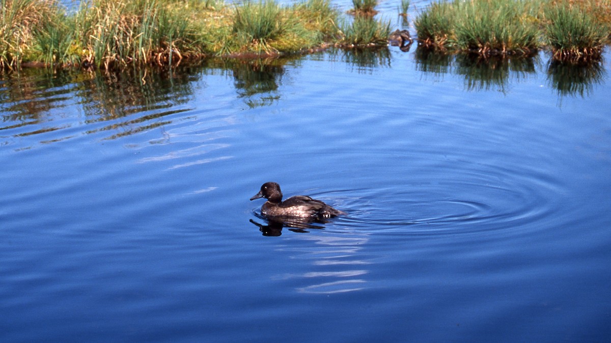 Tufted Duck - Andrej Bibic