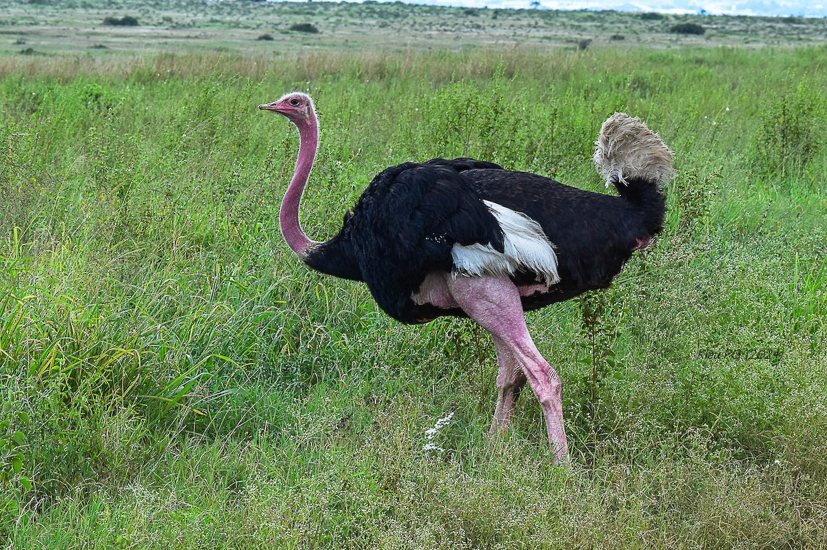 Common Ostrich - Chris Kieu