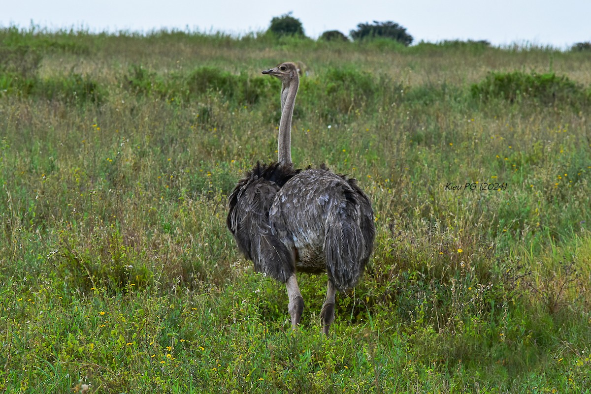 Common Ostrich - Chris Kieu