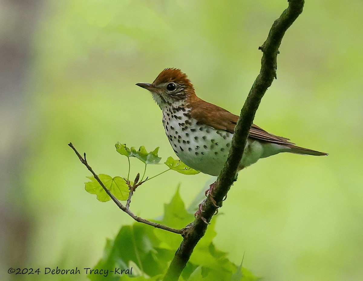 Wood Thrush - Deborah Kral