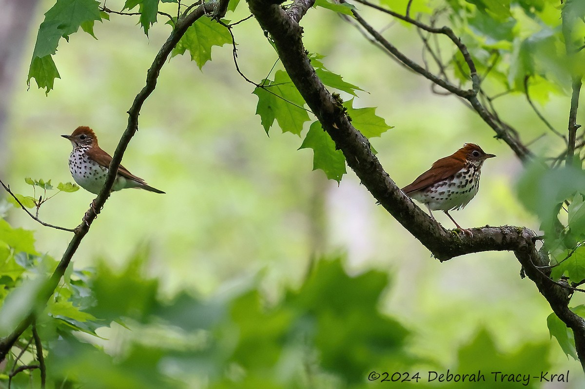 Wood Thrush - ML619170560