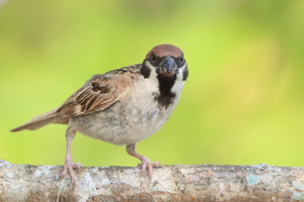 Eurasian Tree Sparrow - David Morrison