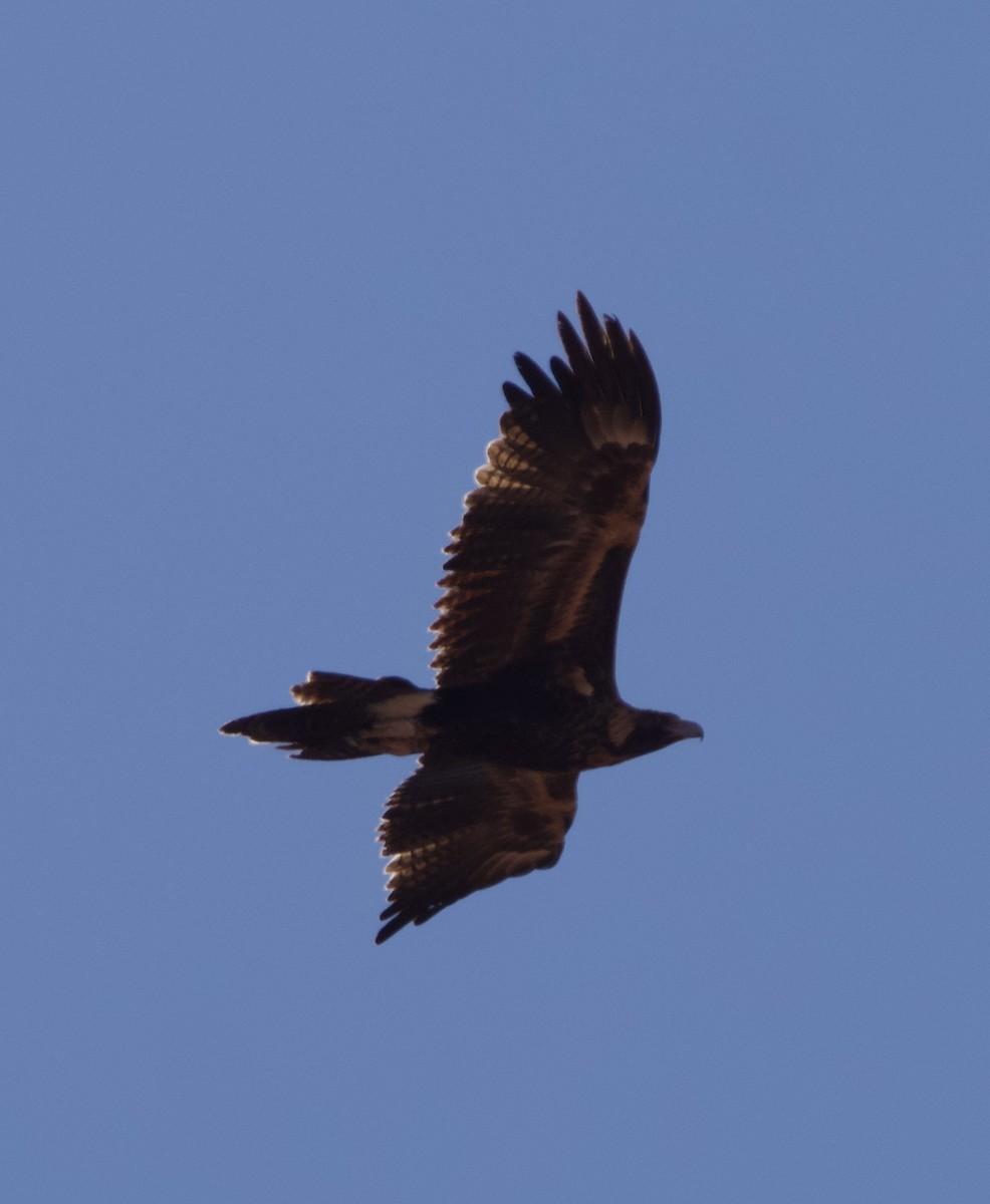 Wedge-tailed Eagle - Yvonne van Netten