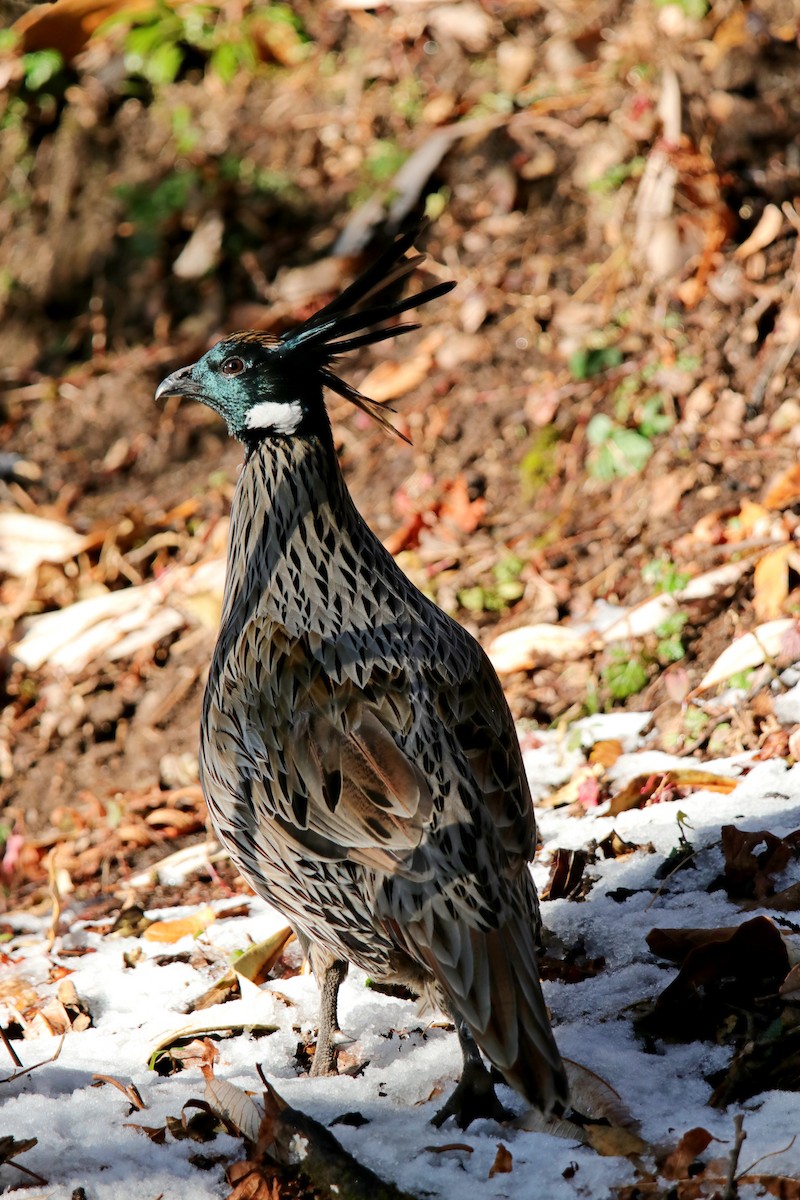 Koklass Pheasant - Vivek Sarkar