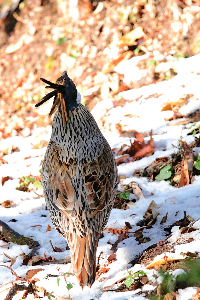 Koklass Pheasant - Vivek Sarkar