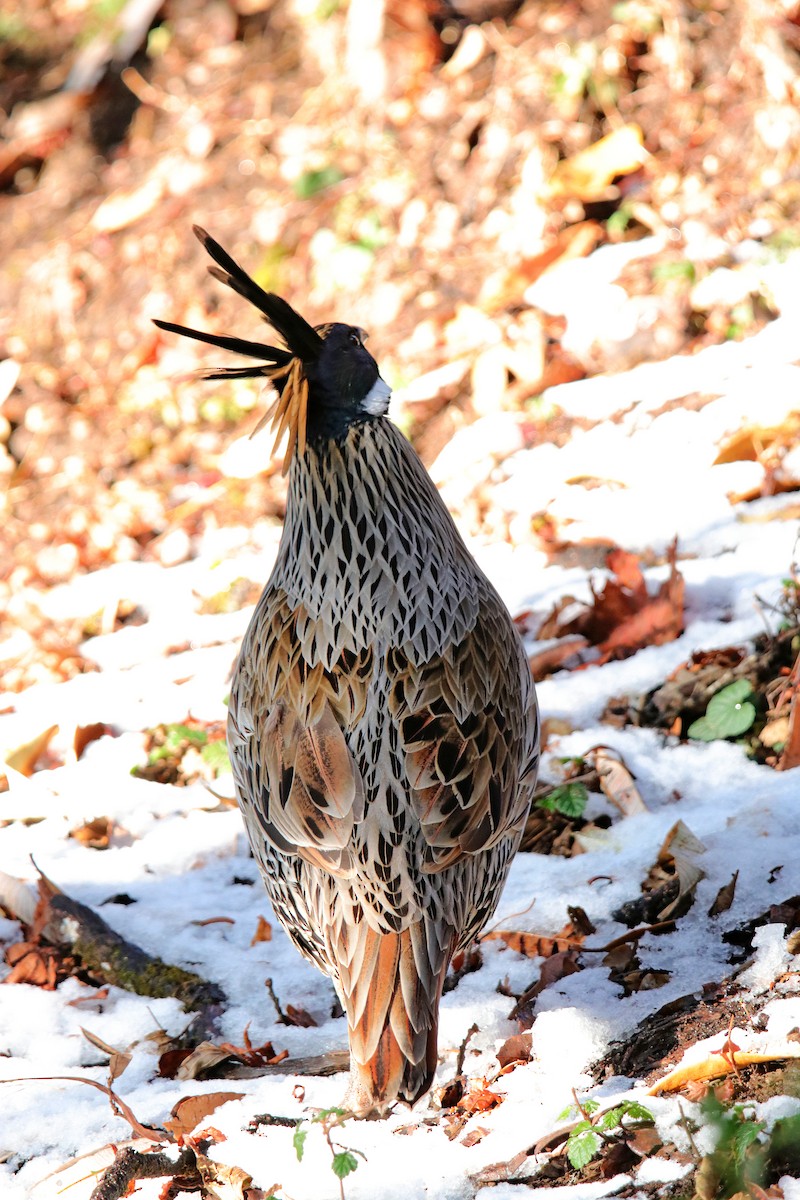 Koklass Pheasant - Vivek Sarkar