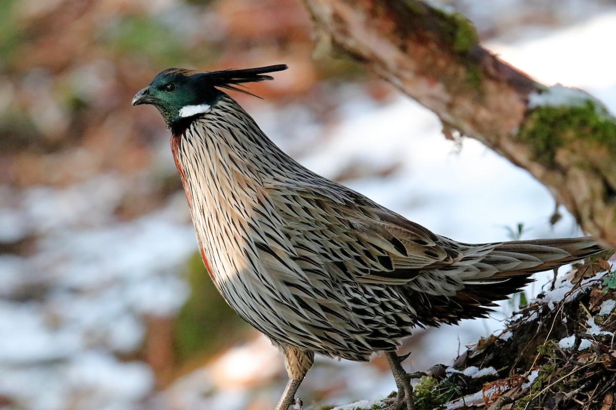 Koklass Pheasant - Vivek Sarkar