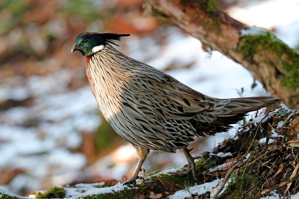 Koklass Pheasant - Vivek Sarkar