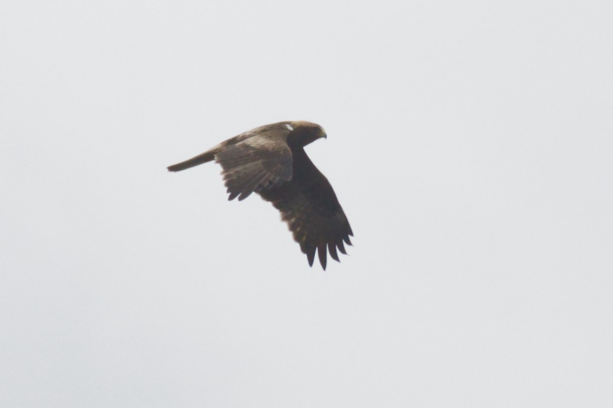 Booted Eagle - ML619170618