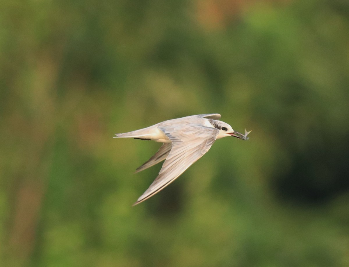 Whiskered Tern - Afsar Nayakkan