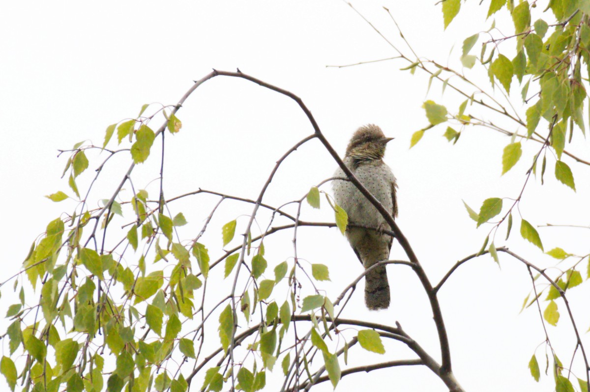 Eurasian Wryneck - ML619170644
