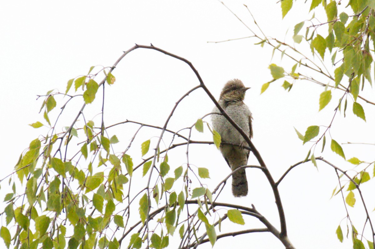 Eurasian Wryneck - ML619170644