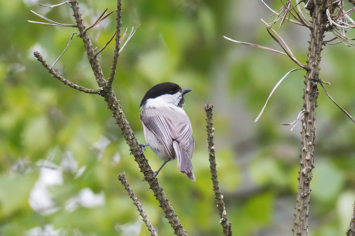 Willow Tit - Natalya Ostapova