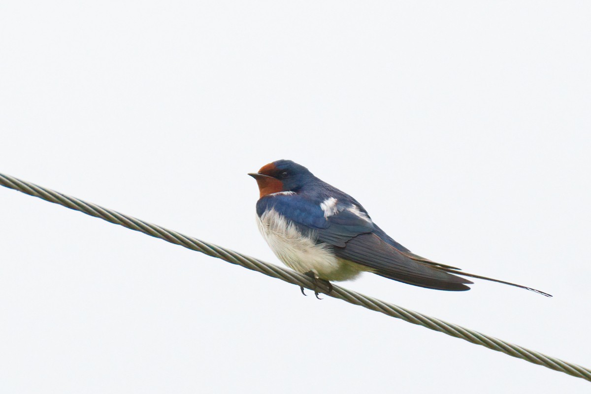 Barn Swallow - ML619170658