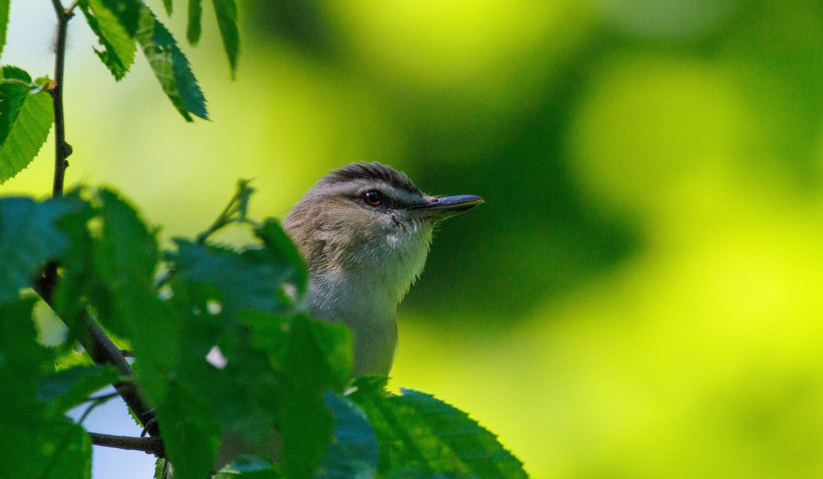 Red-eyed Vireo - Russell Lamb