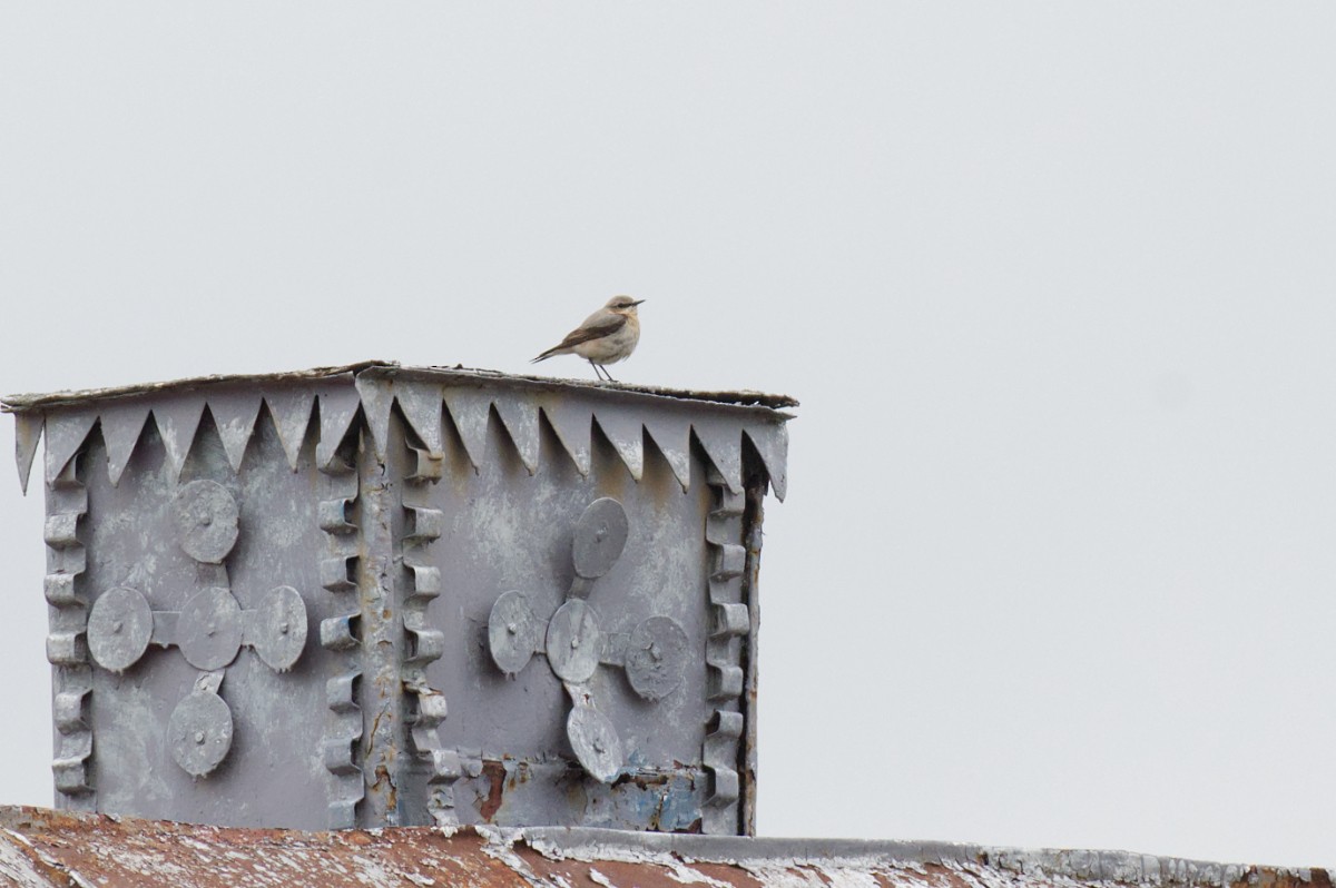 Northern Wheatear - Natalya Ostapova