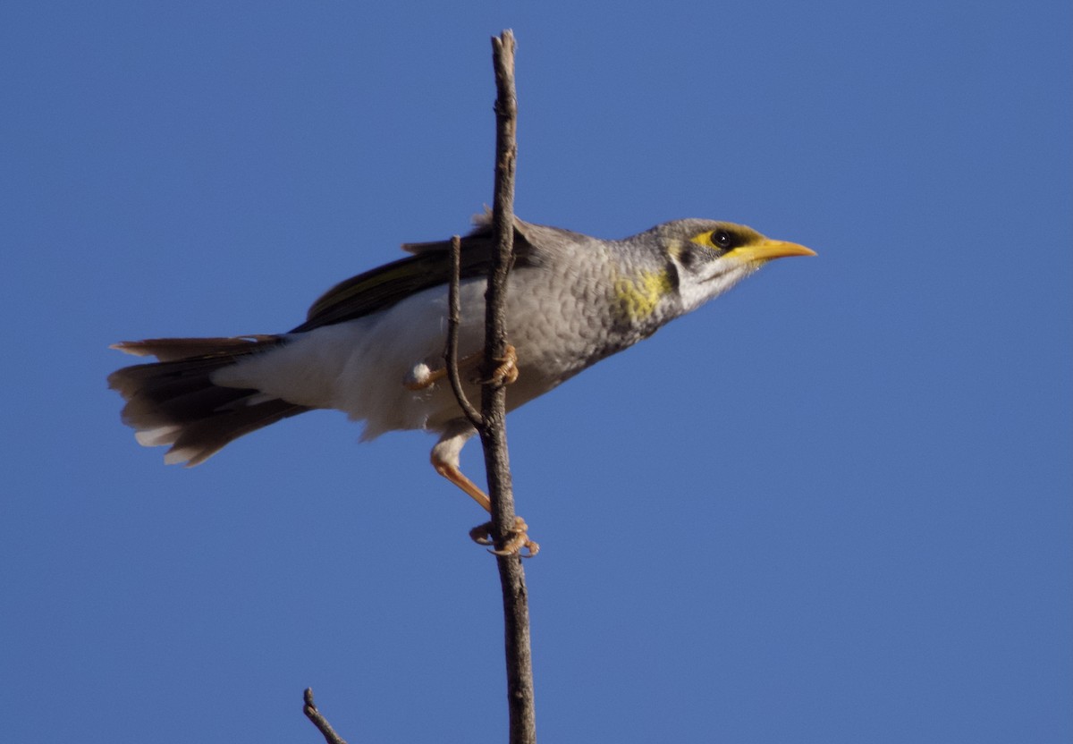 Yellow-throated Miner - Yvonne van Netten