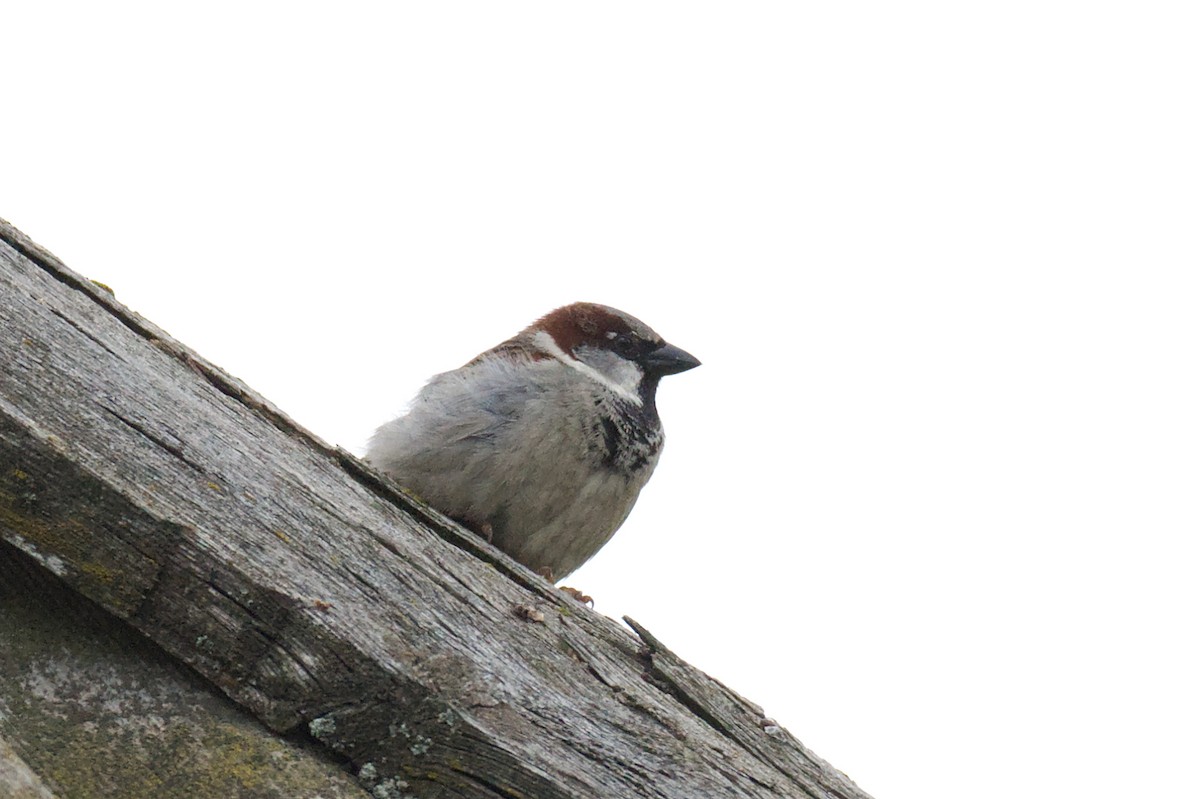 House Sparrow - Natalya Ostapova