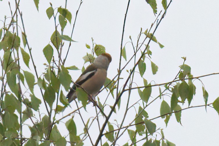 Hawfinch - Natalya Ostapova