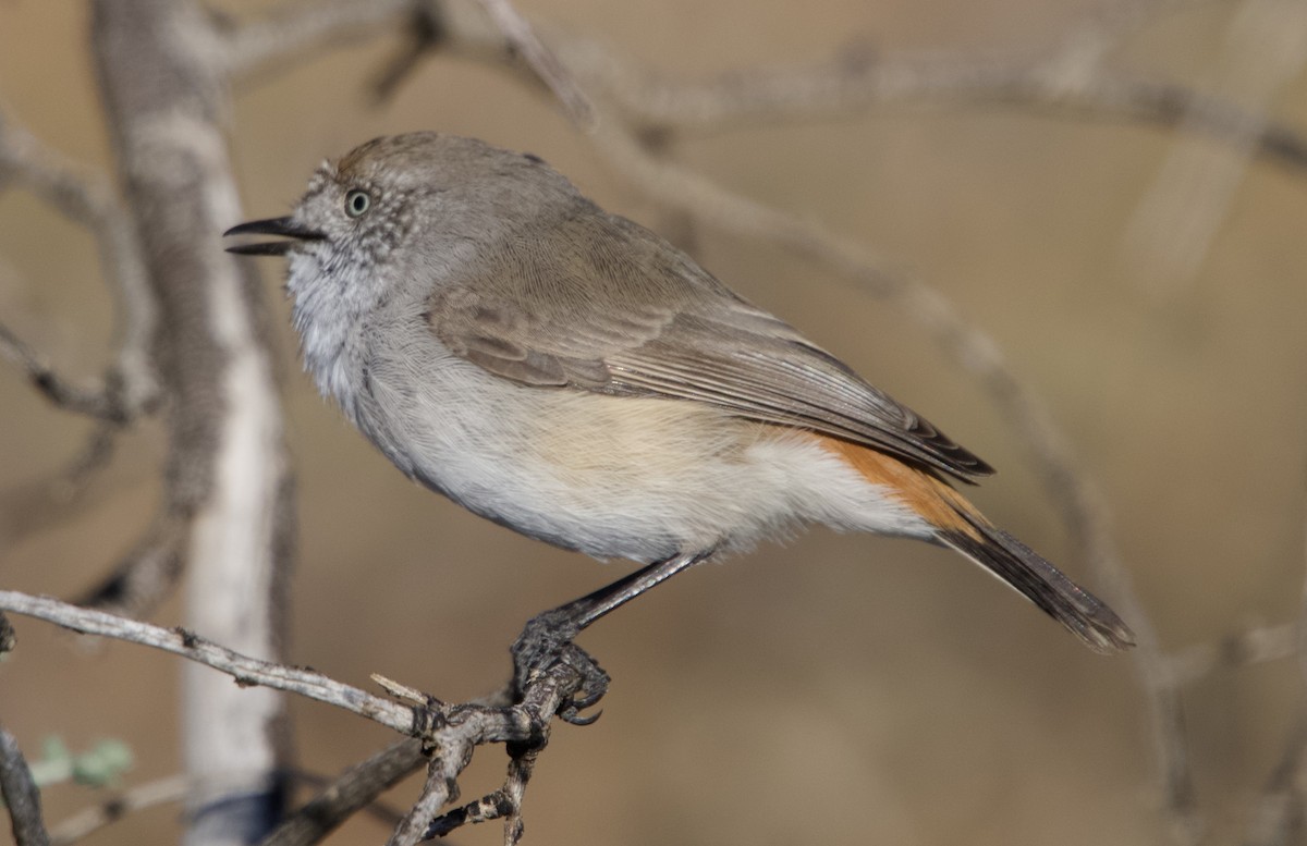 Chestnut-rumped Thornbill - Yvonne van Netten