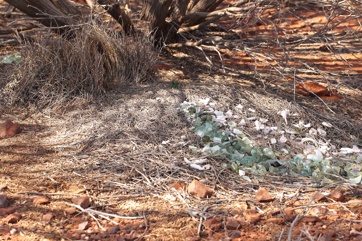 Western Bowerbird - ML619170697