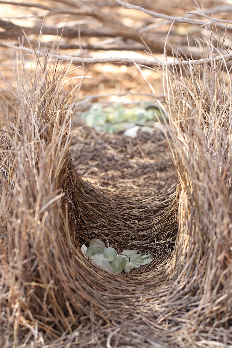 Western Bowerbird - Todd Burrows