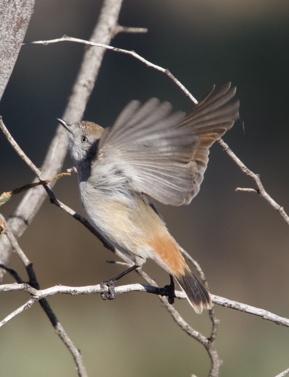 Chestnut-rumped Thornbill - Yvonne van Netten