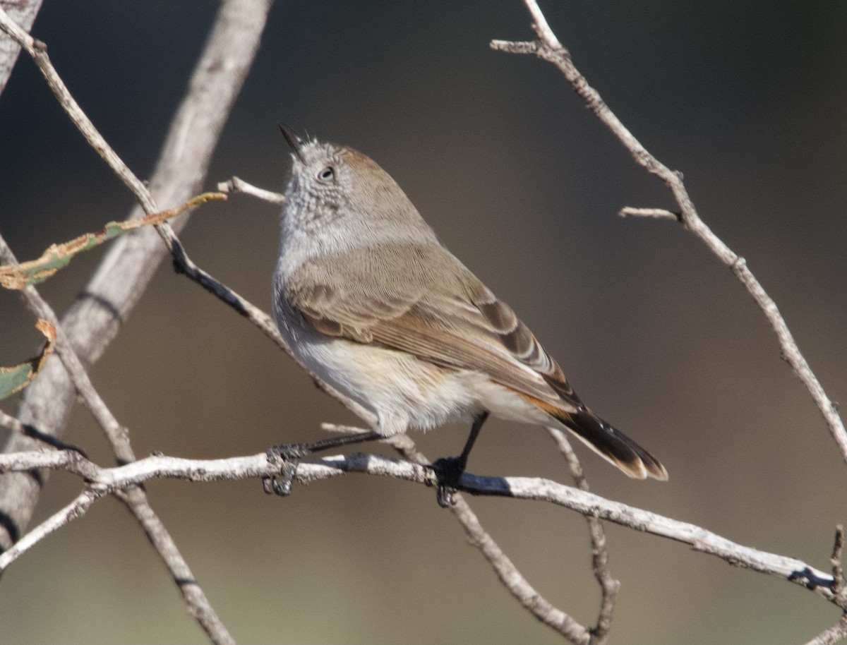 Chestnut-rumped Thornbill - Yvonne van Netten