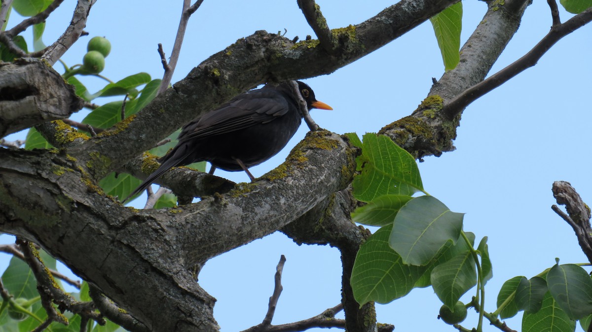 Eurasian Blackbird - Illia V