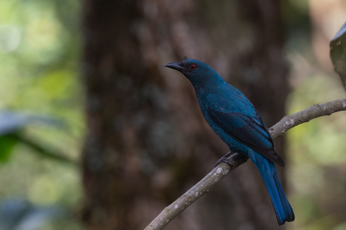 Asian Fairy-bluebird - Sidharth Srinivasan