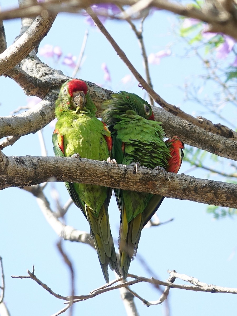 Crimson-fronted Parakeet - Stéphane  Thomin