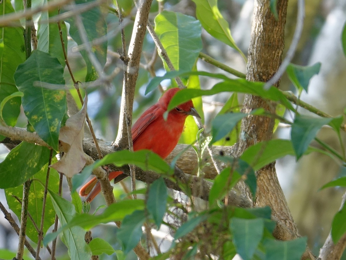Hepatic Tanager - Stéphane  Thomin