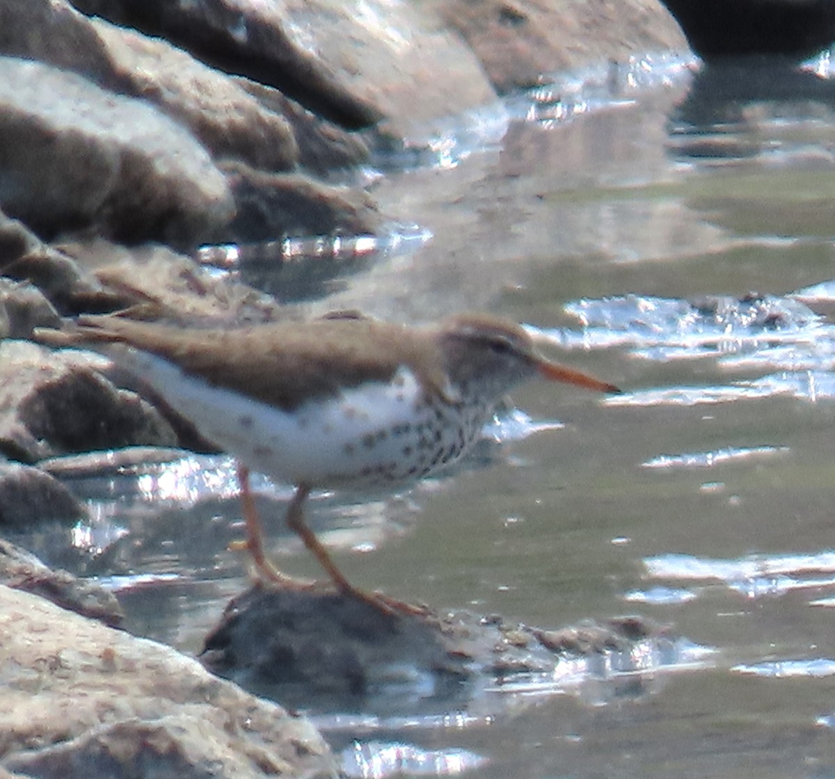 Spotted Sandpiper - Maryse Lessard