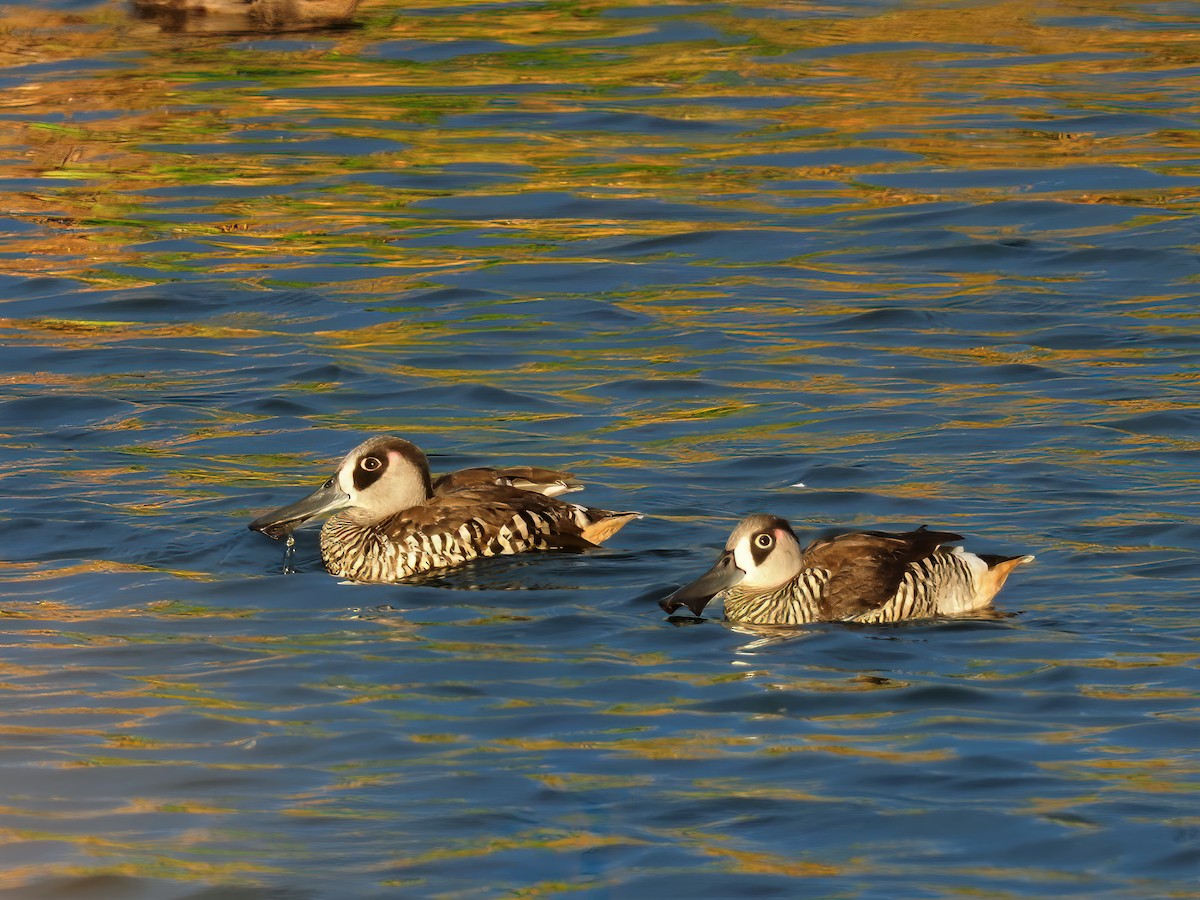 Pink-eared Duck - Len and Chris Ezzy